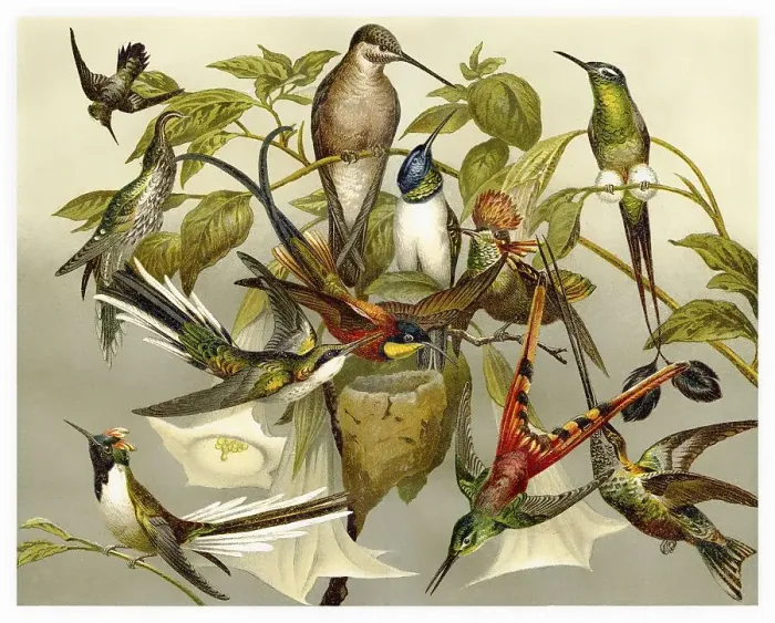 Framed Print : Historic illustration of hummingbirds (Trochilidae) Framed Print : Historic illustration of hummingbirds (Trochilidae)