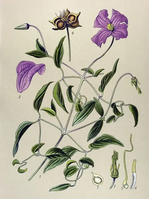 Framed Print : Historic illustration, Italian Clematis (Clematis viticella) Framed Print : Historic illustration, Italian Clematis (Clematis viticella)