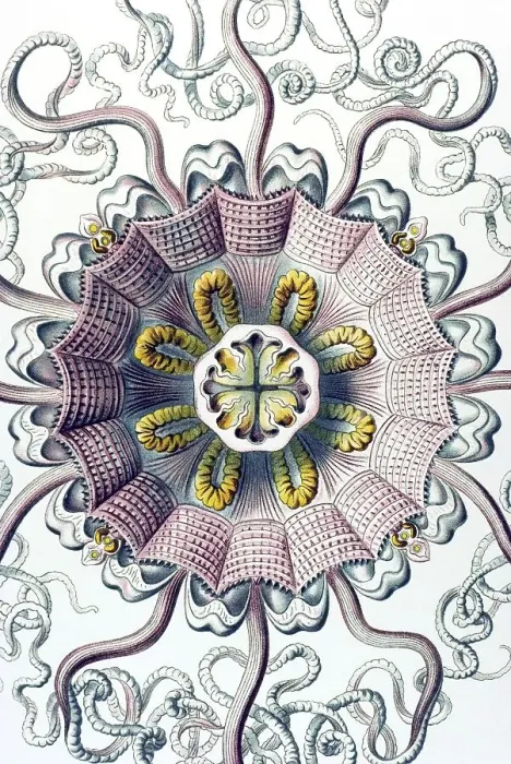 Framed Print : Historic illustration, Jellyfish (Peromedusae)