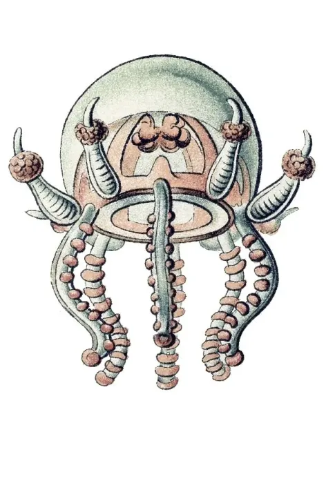 Framed Print : Historic illustration, Jellyfish (Trachymedusae) Framed Print : Historic illustration, Jellyfish (Trachymedusae)