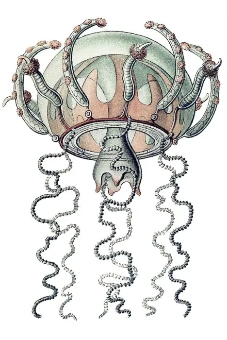 Framed Print : Historic illustration, Jellyfish (Trachymedusae)