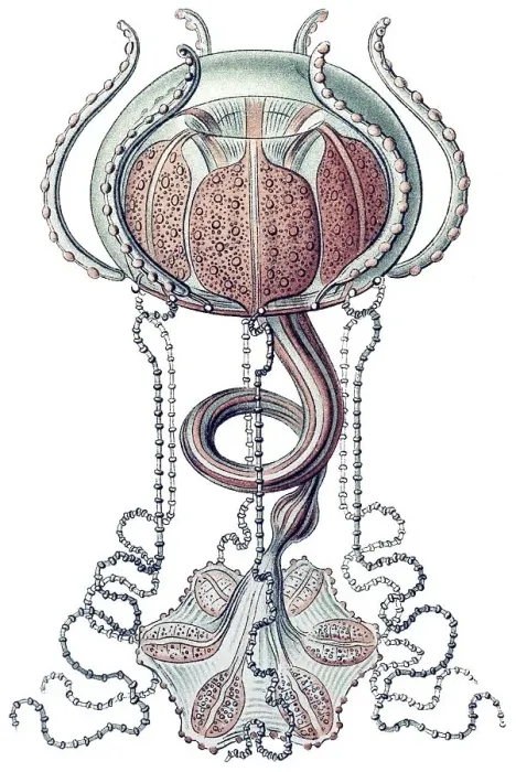 Framed Print : Historic illustration, Jellyfish (Trachymedusae)