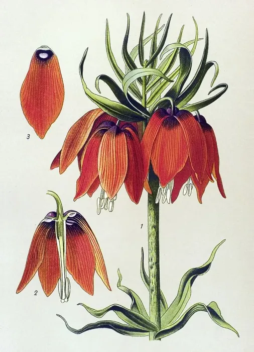 Framed Print : Historic illustration, Kaiser's Crown (Fritillaria imperialis)