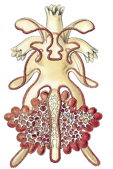 Framed Print : Historic illustration, larvae and developmental steps of a Sea Star (Asterias)