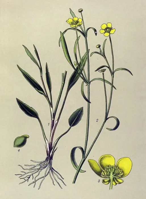 Framed Print : Historic illustration, Lesser Spearwort (Ranunculus flammula) Framed Print : Historic illustration, Lesser Spearwort (Ranunculus flammula)
