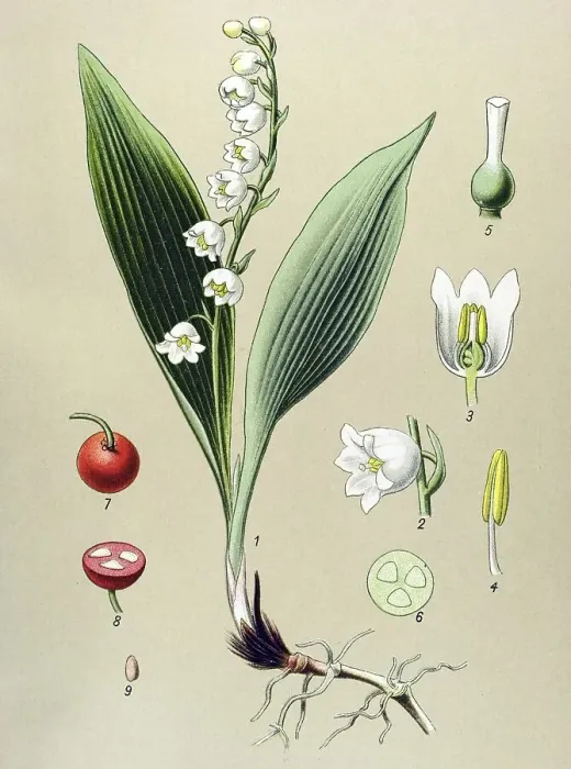 Framed Print : Historic illustration, Lily of the Valley (Convallaria majalis)