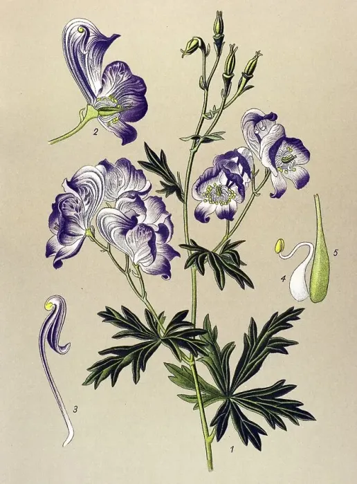 Framed Print : Historic illustration, Monkshood (Aconitum variegatum)