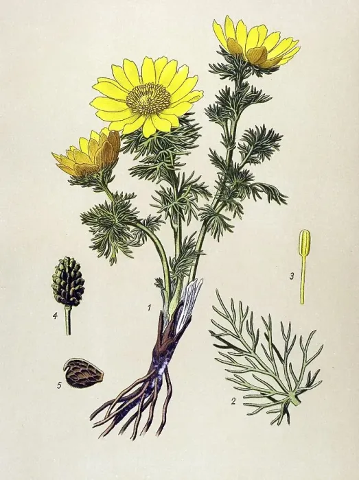 Framed Print : Historic illustration, Pheasant's Eye (Adonis vernalis)