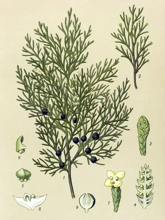 Framed Print : Historic illustration, Savin Juniper (Juniperus sabina)