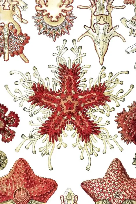 Framed Print : Historic illustration, Sea Star (Asteria rubens) Framed Print : Historic illustration, Sea Star (Asteria rubens)