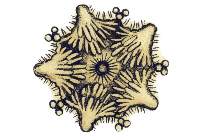Framed Print : Historic illustration, Sea Star (Asteroidea) Framed Print : Historic illustration, Sea Star (Asteroidea)