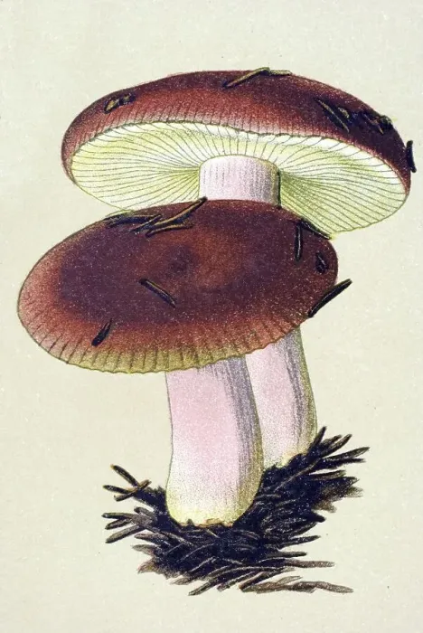 Framed Print : Historic illustration, The Sickener (Russula emetica)