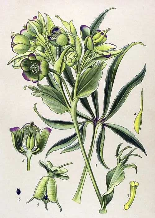 Framed Print : Historic illustration, Stinking Hellebore (Helleborus foetidus)