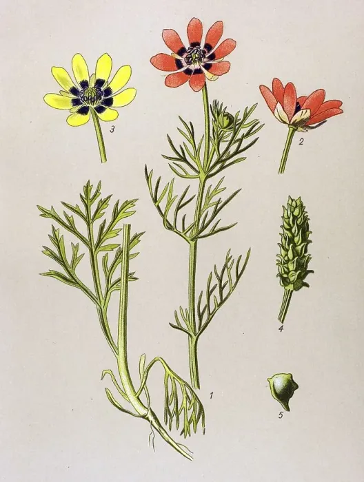 Framed Print : Historic illustration, Summer Pheasant's-eye (Adonis aestivalis)