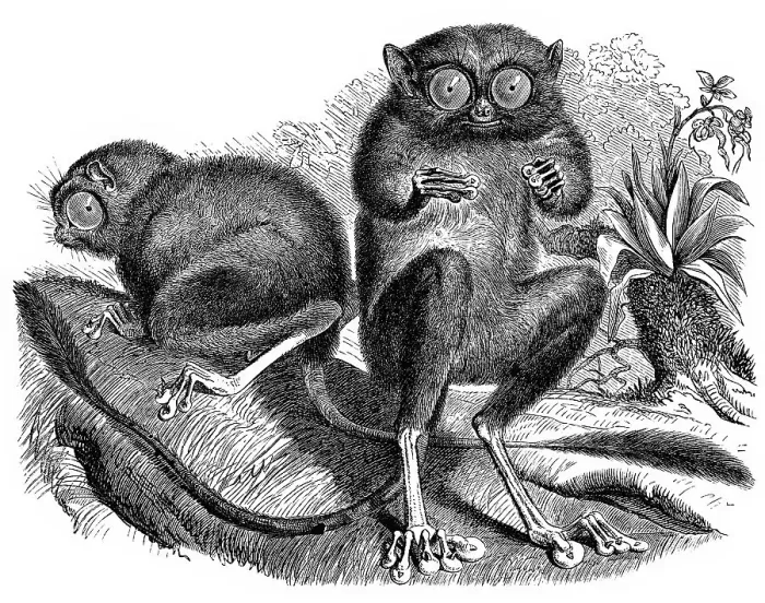 Framed Print : Historic illustration of tarsiers (Tarsiidae)