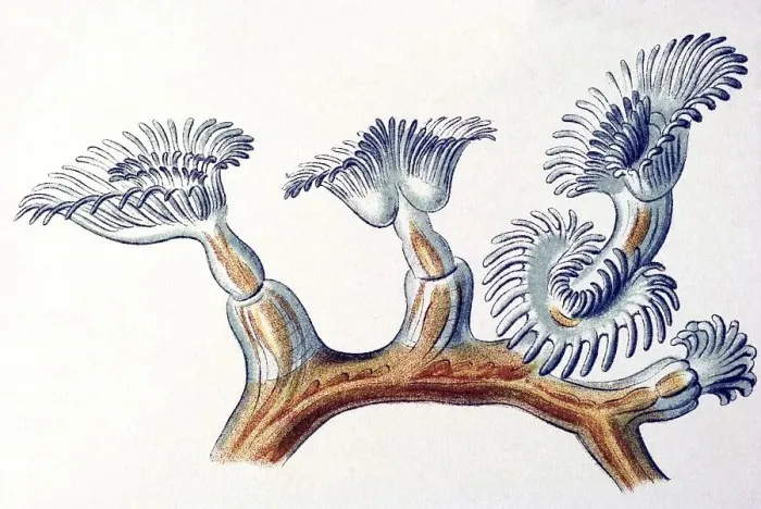 Framed Print : Historic illustration, title Bryozoa