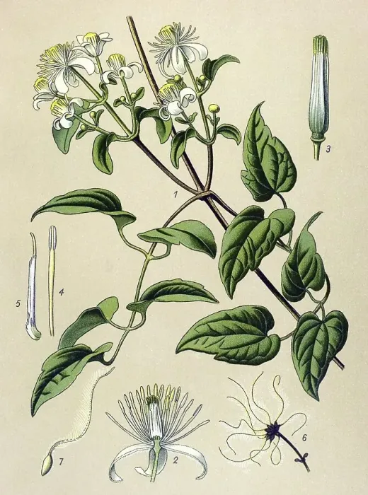 Framed Print : Historic illustration, Traveler's Joy (Clematis vitalba)