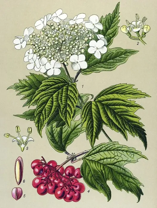 Framed Print : Historic illustration, Water Elder (Viburnum opulus) Framed Print : Historic illustration, Water Elder (Viburnum opulus)