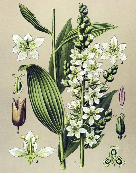Framed Print : Historic illustration, White Hellebore (Veratrum album)