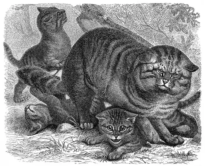 Framed Print : Historic illustration of wildcats (Felis silvestris)