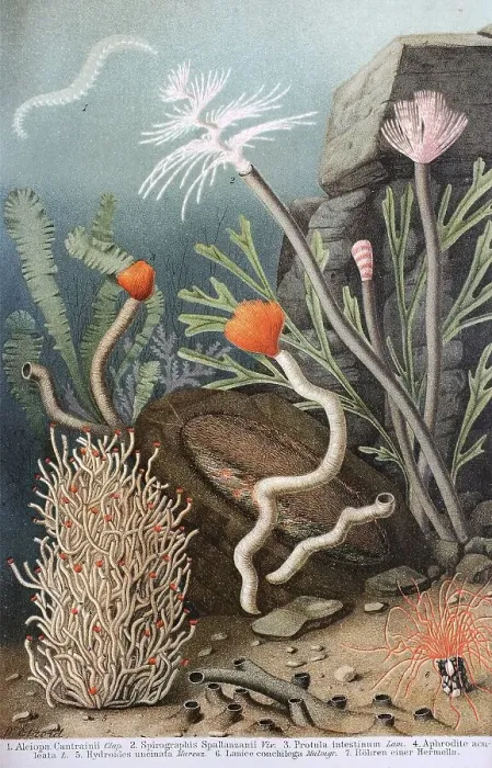 Framed Print : Historic image of various annelids