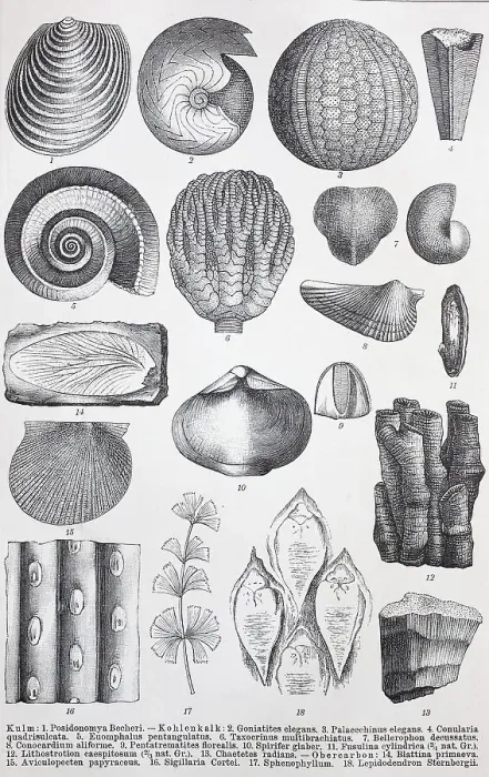 Framed Print : Historic images of various remains from the Palaeozoic Framed Print : Historic images of various remains from the Palaeozoic