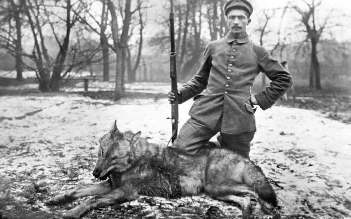 Framed Print : Historic photo, German soldier shooting down a wolf