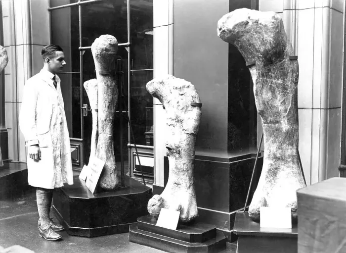 Framed Print : Historic photo, research scientist with dinosaur bones Framed Print : Historic photo, research scientist with dinosaur bones