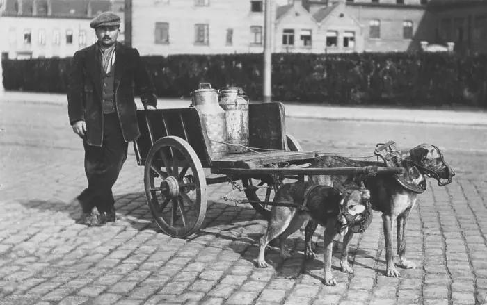 Framed Print : Historic photograph, dogs pulling a milk wagon Framed Print : Historic photograph, dogs pulling a milk wagon