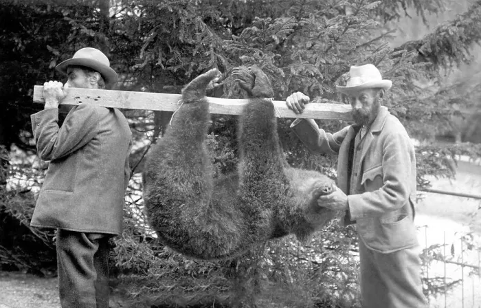 Framed Print : Historic photograph, two men with killed bear Framed Print : Historic photograph, two men with killed bear