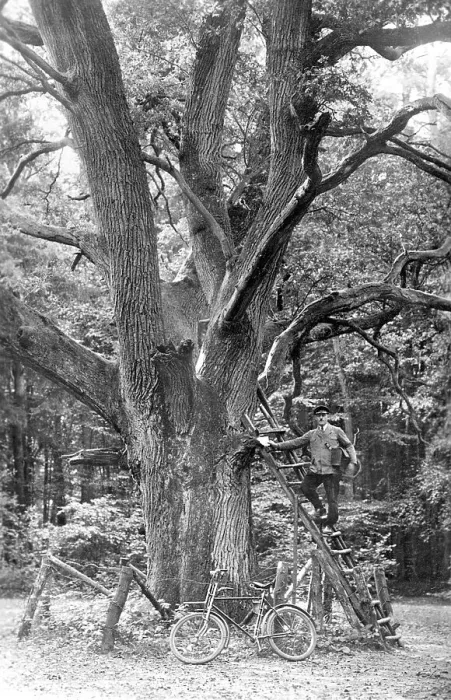 Framed Print : Historic photograph, postman posing in front of a large oak tree