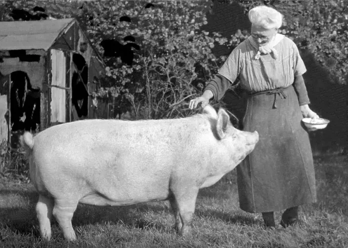 Framed Print : Historic photograph, woman stroking a large pig