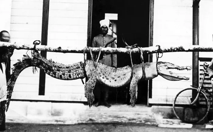 Framed Print : Historic picture, captured crocodile