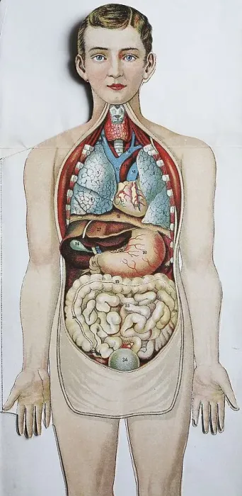 Framed Print : Historical depiction of the human body Framed Print : Historical depiction of the human body