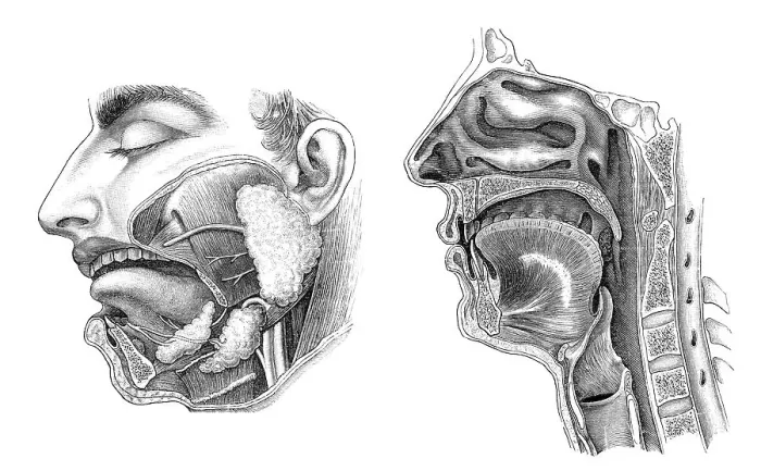 Framed Print : Historical illustration, 1896, human mouth and throat