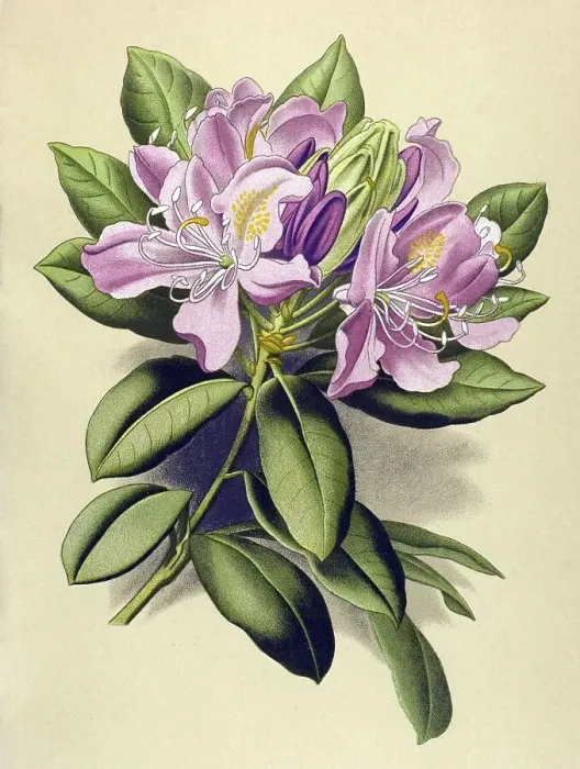 Framed Print : Historical illustration, Alpenrose (Rhododendron ponticum)