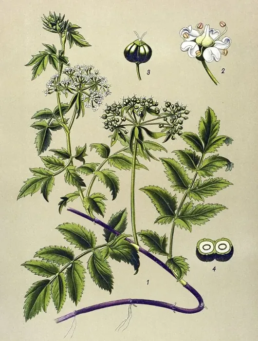 Framed Print : Historical illustration, Berula angustifolia (Berula angustifolia) Framed Print : Historical illustration, Berula angustifolia (Berula angustifolia)