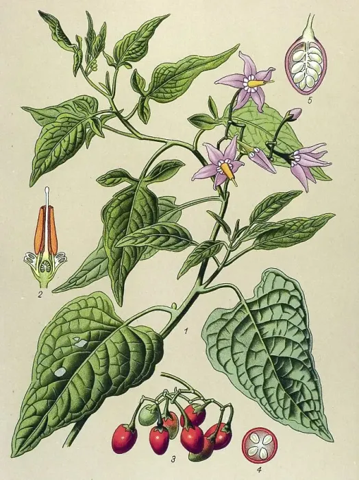 Framed Print : Historical illustration, Bittersweet (Solanum dulcamara)