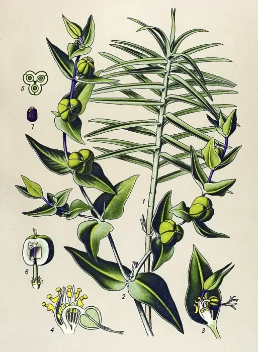 Framed Print : Historical illustration, Caper Spurge (Euphorbia lathyris)