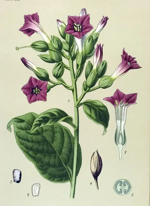 Framed Print : Historical illustration, Cultivated Tobacco (Nicotiana tabacum)