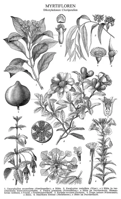 Framed Print : Historical illustration, dicotyledons Framed Print : Historical illustration, dicotyledons