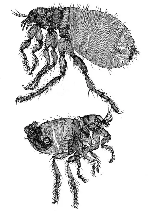 Framed Print : Historical illustration, dog flea (Ctenocephalides canis)