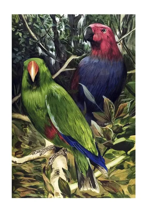 Framed Print : Historical illustration, Eclectus Parrots (Eclectus roratus)
