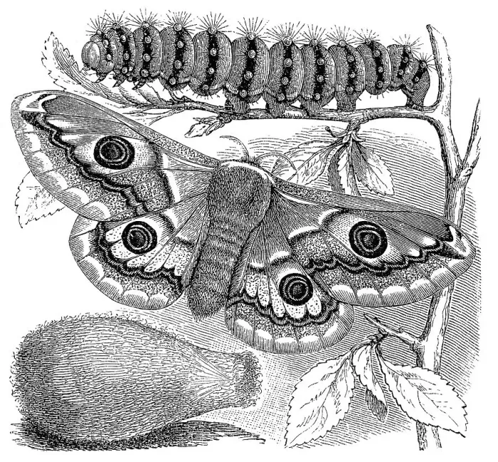 Framed Print : Historical illustration, Emperor Moth (Saturnia pavonia)