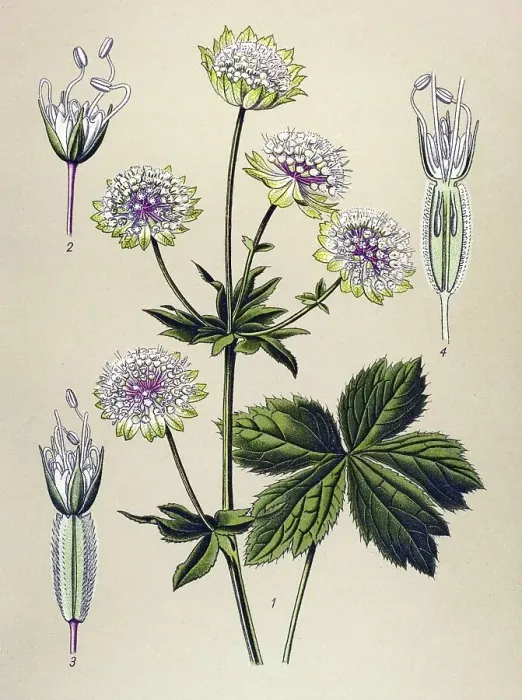 Framed Print : Historical illustration, Great Masterwort (Astrantia major) Framed Print : Historical illustration, Great Masterwort (Astrantia major)