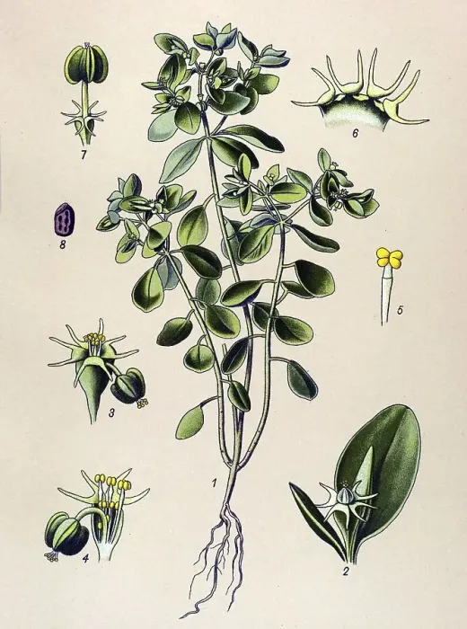 Framed Print : Historical illustration, Green Spurge (Euphorbia Esula) Framed Print : Historical illustration, Green Spurge (Euphorbia Esula)
