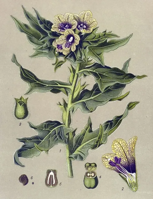 Framed Print : Historical illustration, Henbane (Hyoscyamus niger)