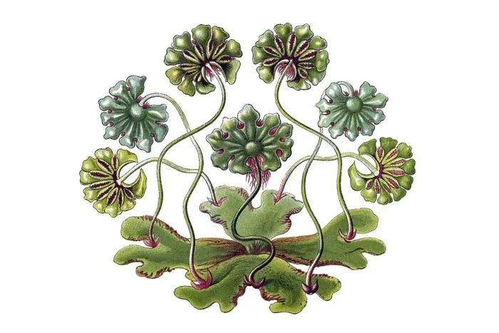 Framed Print : Historical illustration, Hepatics