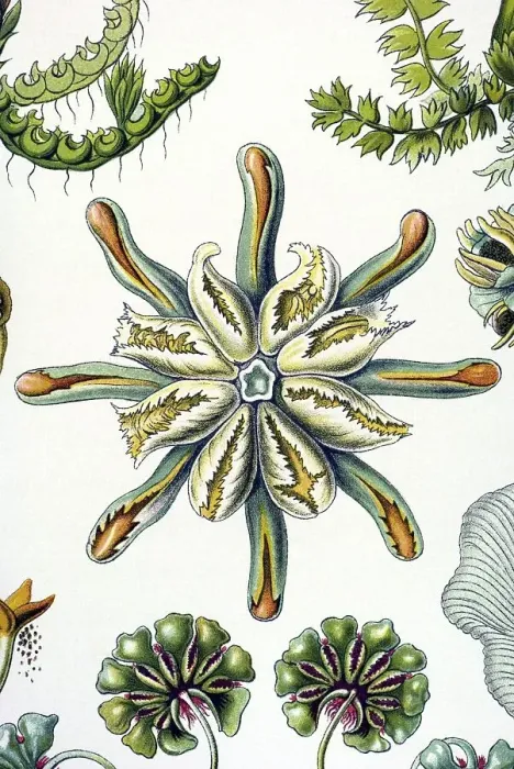 Framed Print : Historical illustration, Hepatics