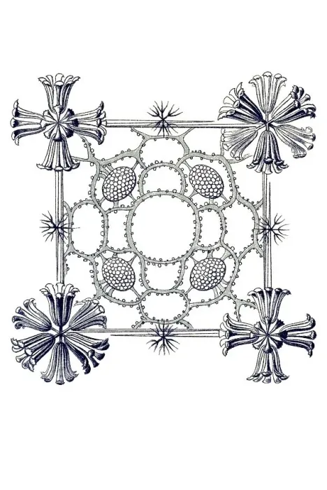Framed Print : Historical illustration, Hexactinellid Sponge Framed Print : Historical illustration, Hexactinellid Sponge